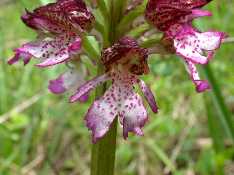 Orchis purpurea - flora Toscana